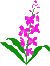 fireweed logo